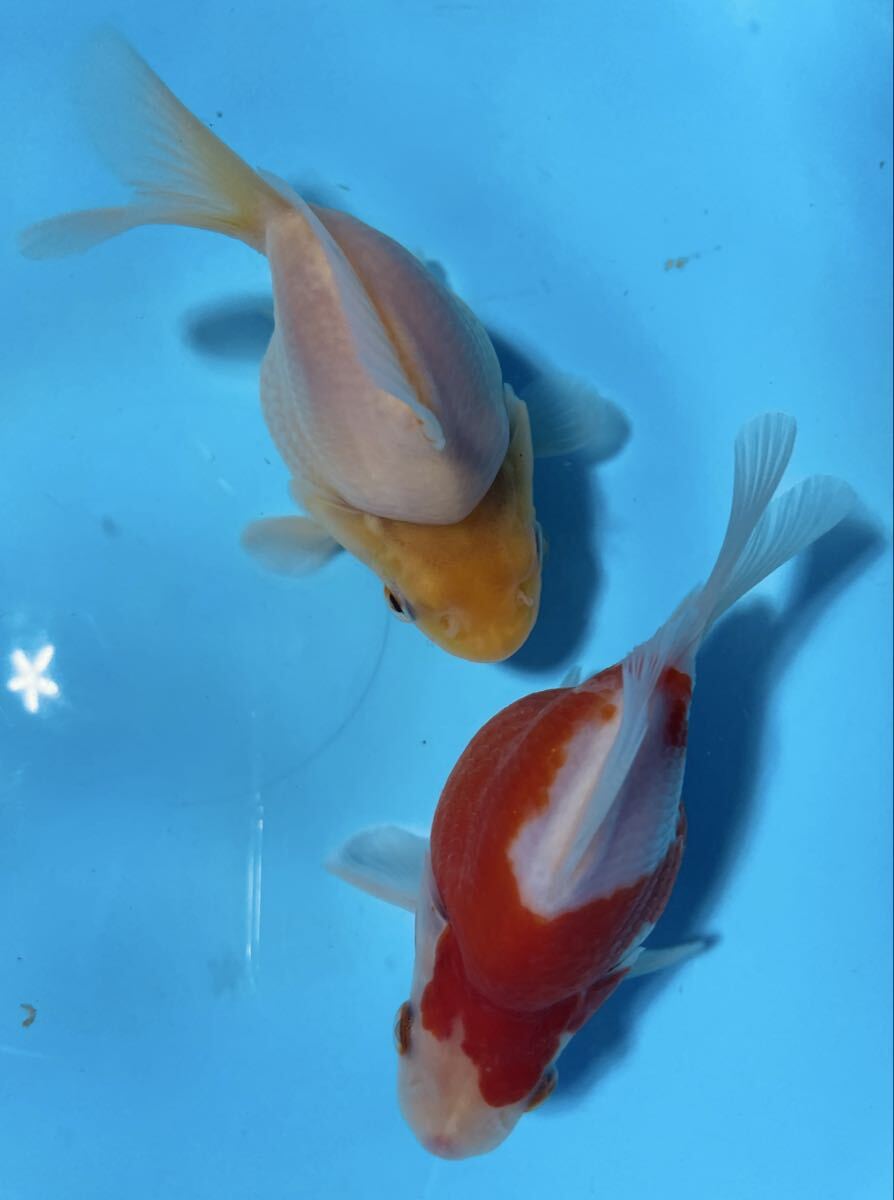 【新潟県上越産】玉サバ/当歳/①/2匹セット拍卖