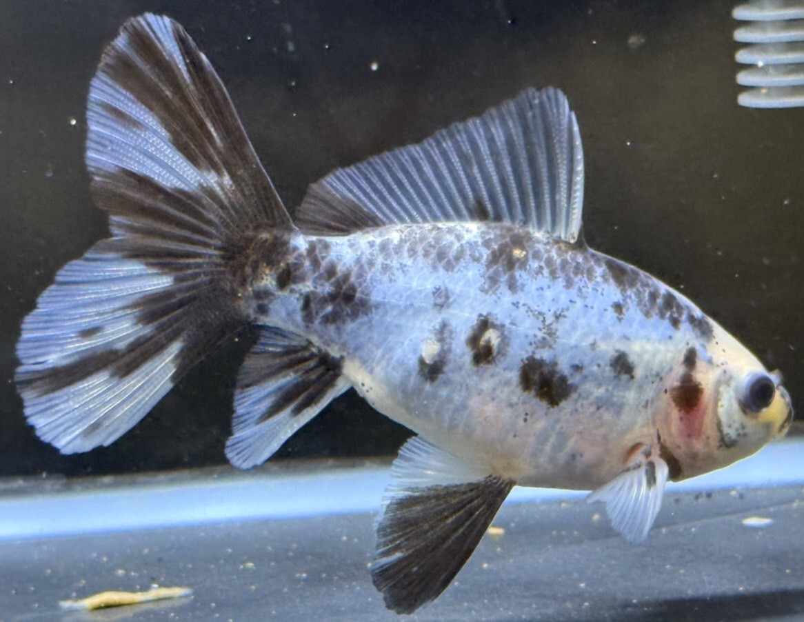 きんぎょ生活発売記念!グリーン直系 寿恵廣錦 当歳約11センチ #5 現物出品 拍卖