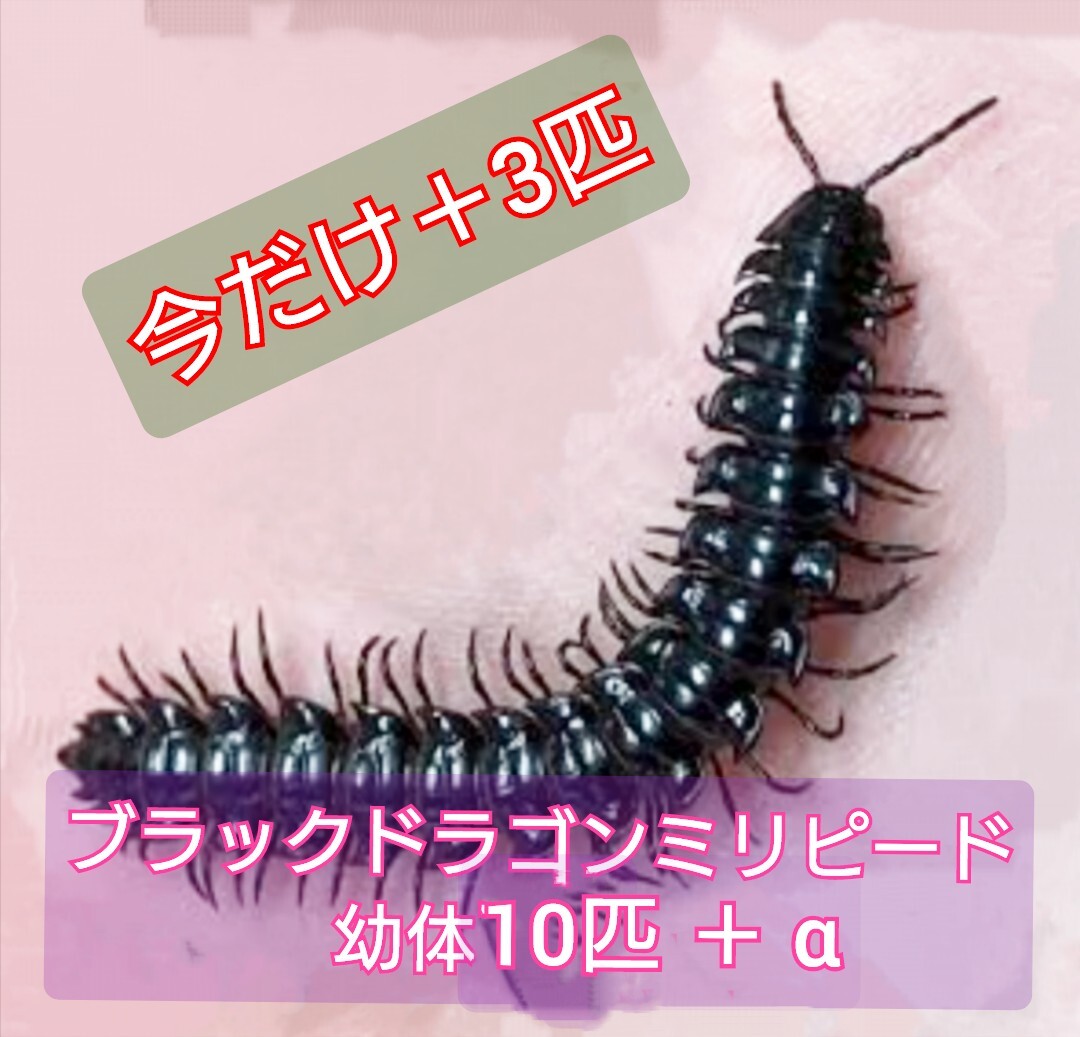 【ブラックドラゴンミリピード】幼体10匹+ 今だけ3匹 送料無料(^-^)拍卖