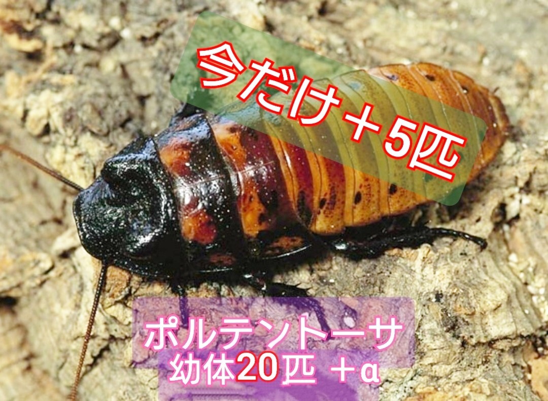 【マダガスカルゴキブリ(ポルテントーサ)】幼体(1〜1.5cm)20匹+今だけ5匹 送料無料(^-^)拍卖
