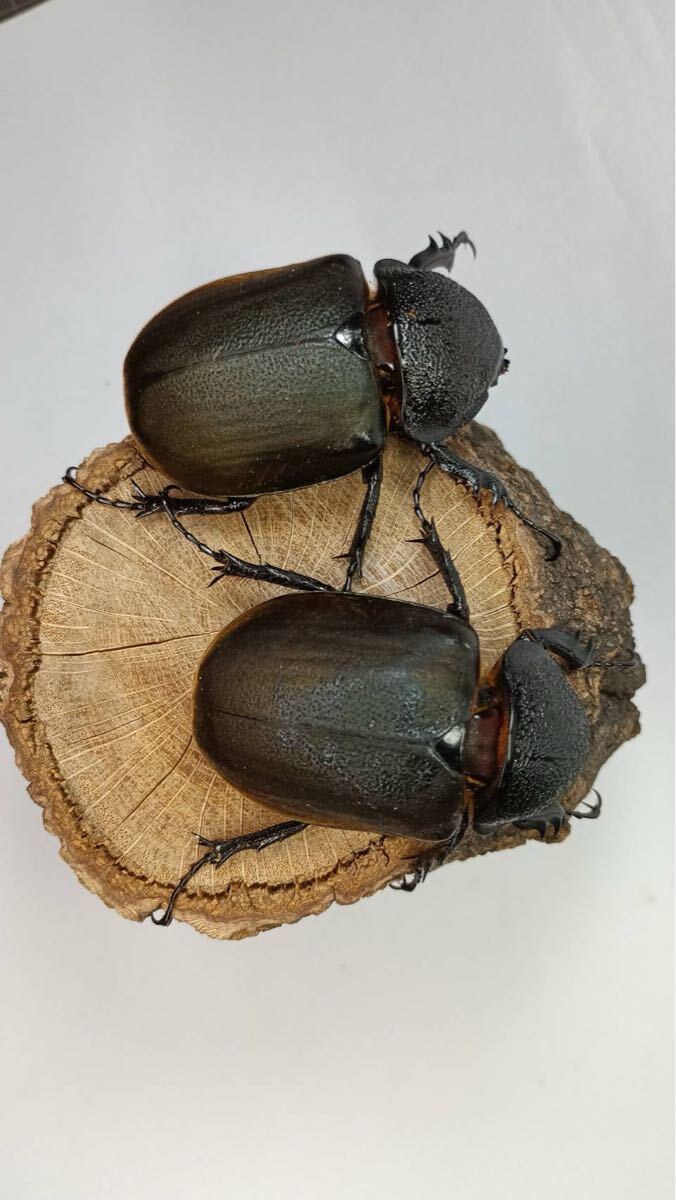 マレーコーカサス♀2頭 CBF1 ②拍卖