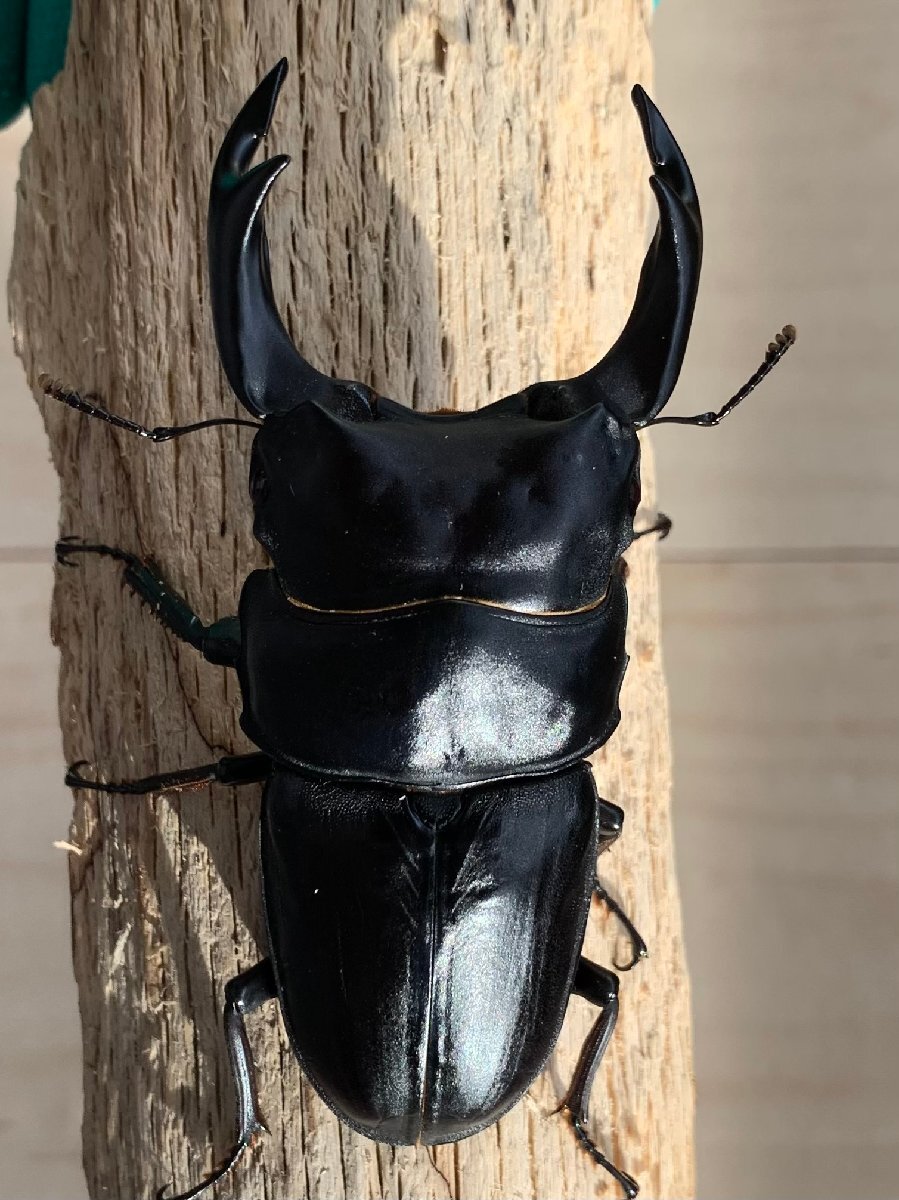 【ミナミ】♂85.5mm(92.4mm同腹) 能勢SR 24-07 新成虫 オオクワガタ拍卖