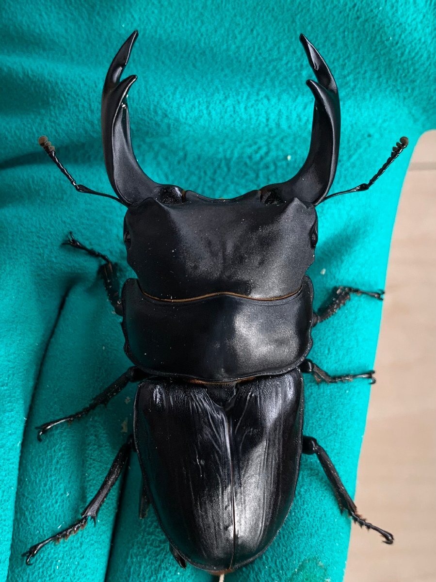 【ミナミ】♂89.2mm(92.4mm同腹) 能勢SR 24-07 新成虫 オオクワガタ拍卖