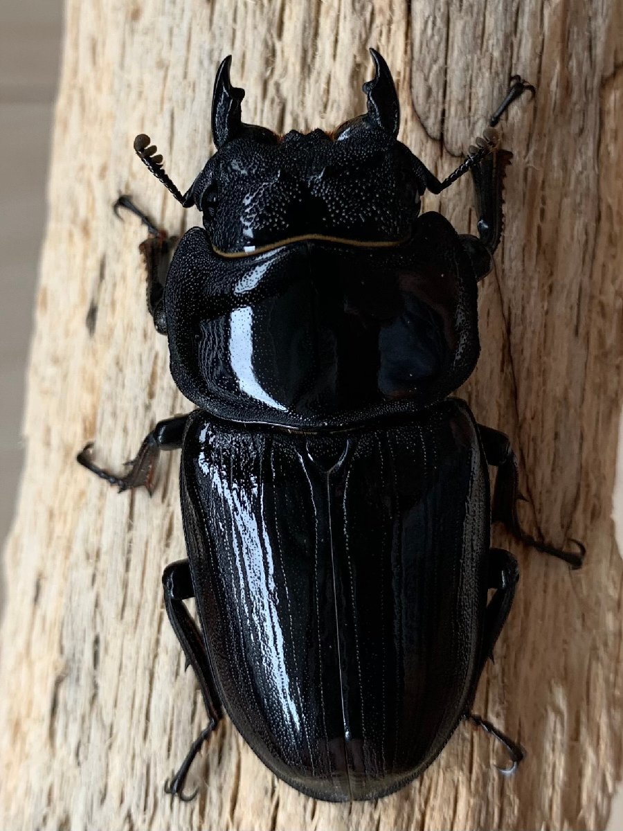 【ミナミ】♀56.1mm(90.53同腹) 能勢YG 24-11 新成虫 オオクワガタ拍卖