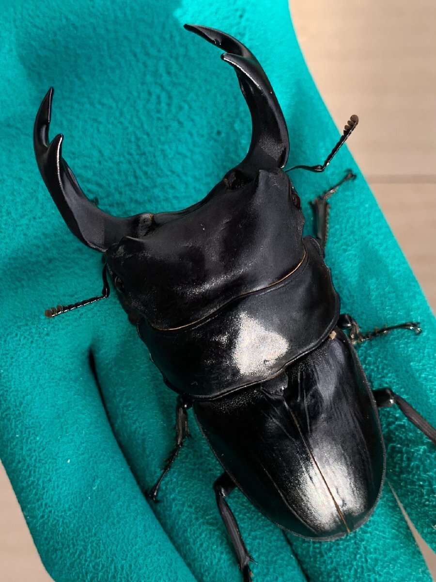 【ミナミ】♂86.9mm(92.4mm同腹) 能勢SR 24-07 新成虫 オオクワガタ拍卖