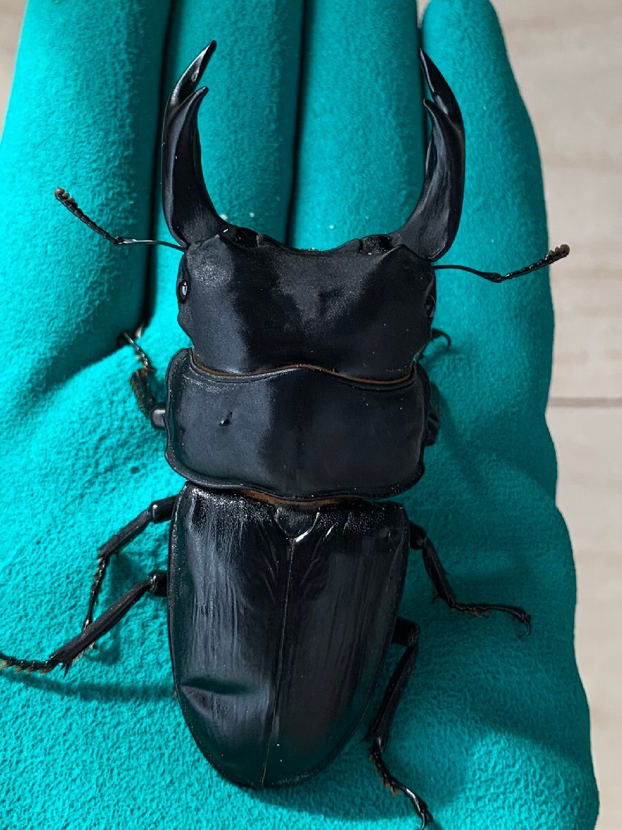 【ミナミ】♂87.6mm(90.53同腹) 能勢YG 24-11 新成虫 オオクワガタ拍卖