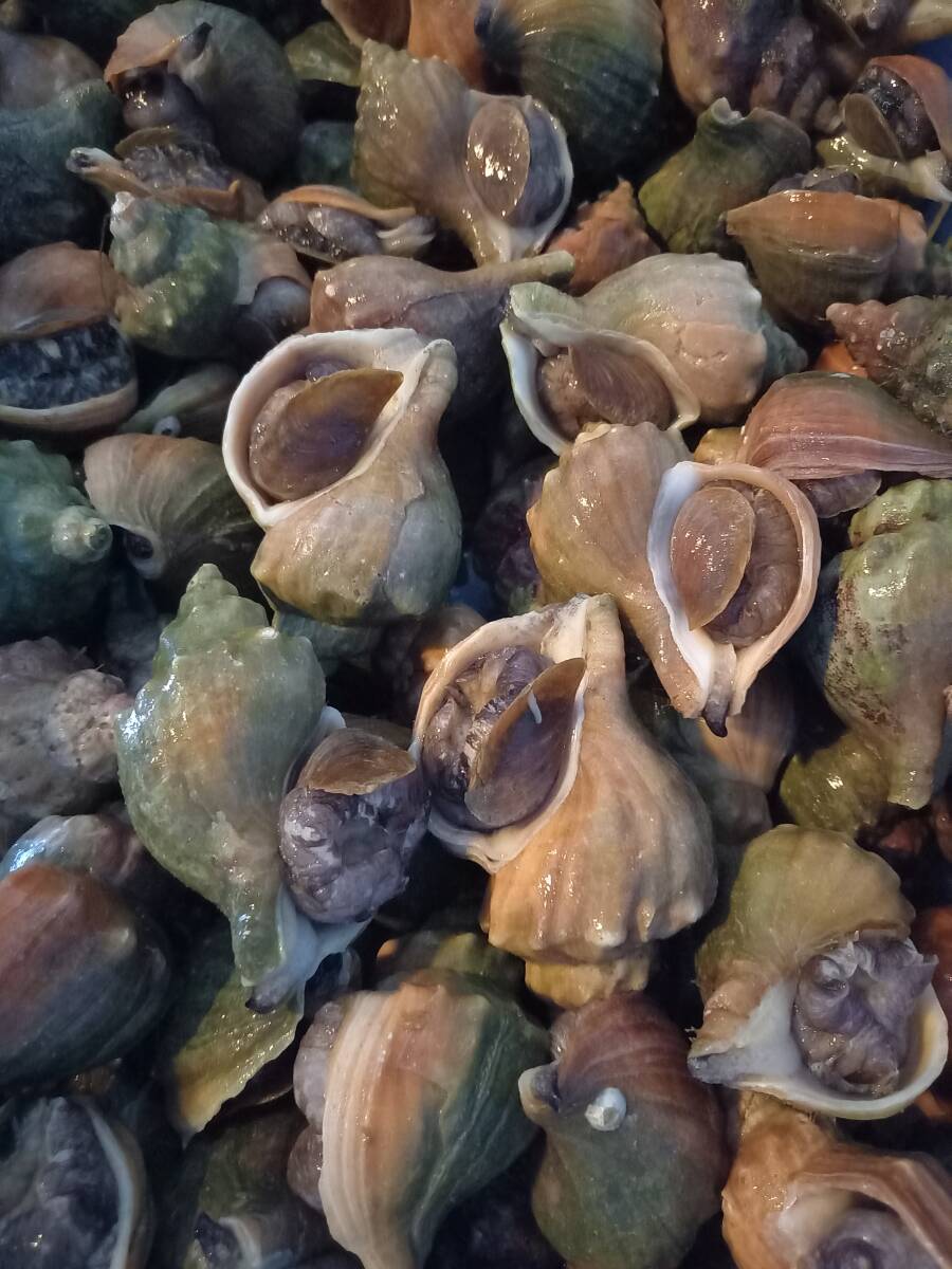 【北海北の味】北海道産 活青つぶ貝3kg 冷蔵品 お刺身・煮つけ・焼き物など拍卖