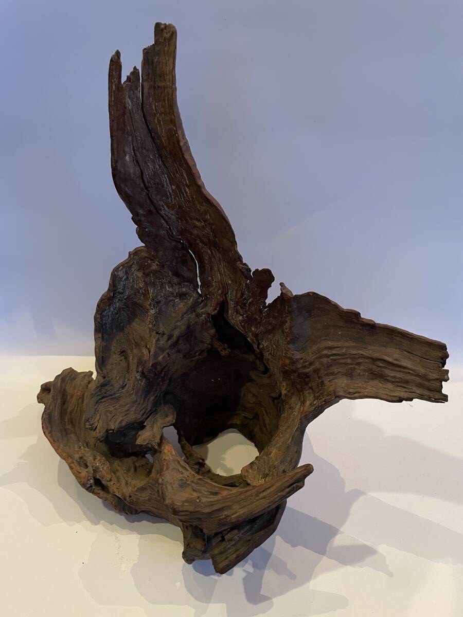 流木 天然 屋久杉 削り出 アクアリウム 無垢 花器 花瓶 什器 テラリウム フラワーベース オブジェ 自然 ネイチャー拍卖