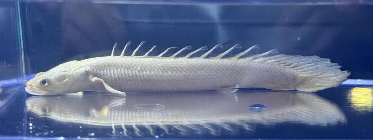 ポリプテルス 美白プラチナエンドリケリー±15センチ ご覧の生体をお届け致します拍卖