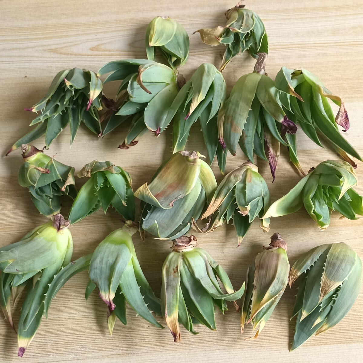 F447 特選 アロエ ポリフィラ Aloe polyphylla 包葉 子株 17苗同梱拍卖