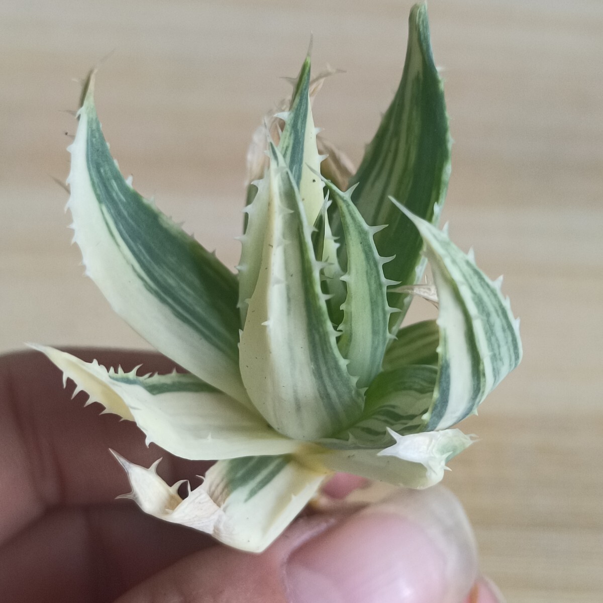 F519 特選 アロエ ポリフィラ錦 Aloe polyphylla 鮮明錦 極上斑入り精選極美小株拍卖