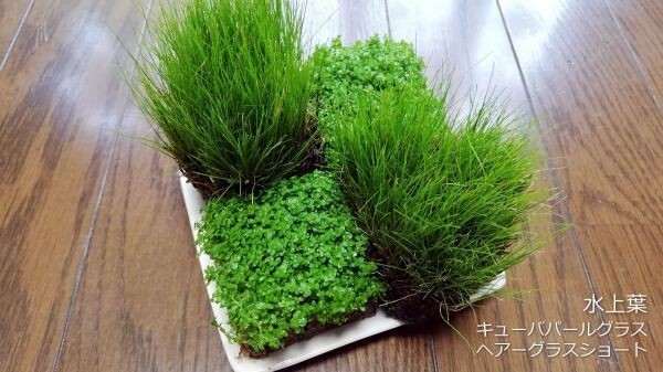 キューバパールグラス2&ヘアーグラスショート2 水上葉 水草 メダカ 熱帯魚 金魚 エビ 人気 おすすめA2拍卖