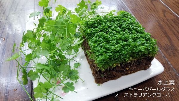 キューバパールグラス&オーストラリアンクローバー 水上葉 水草 メダカ 熱帯魚 金魚 エビ 人気 おすすめA3拍卖