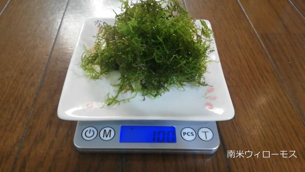 南米ウィローモス10g~ 水中葉 水草 メダカ 熱帯魚 金魚 エビ 人気 おすすめA2拍卖