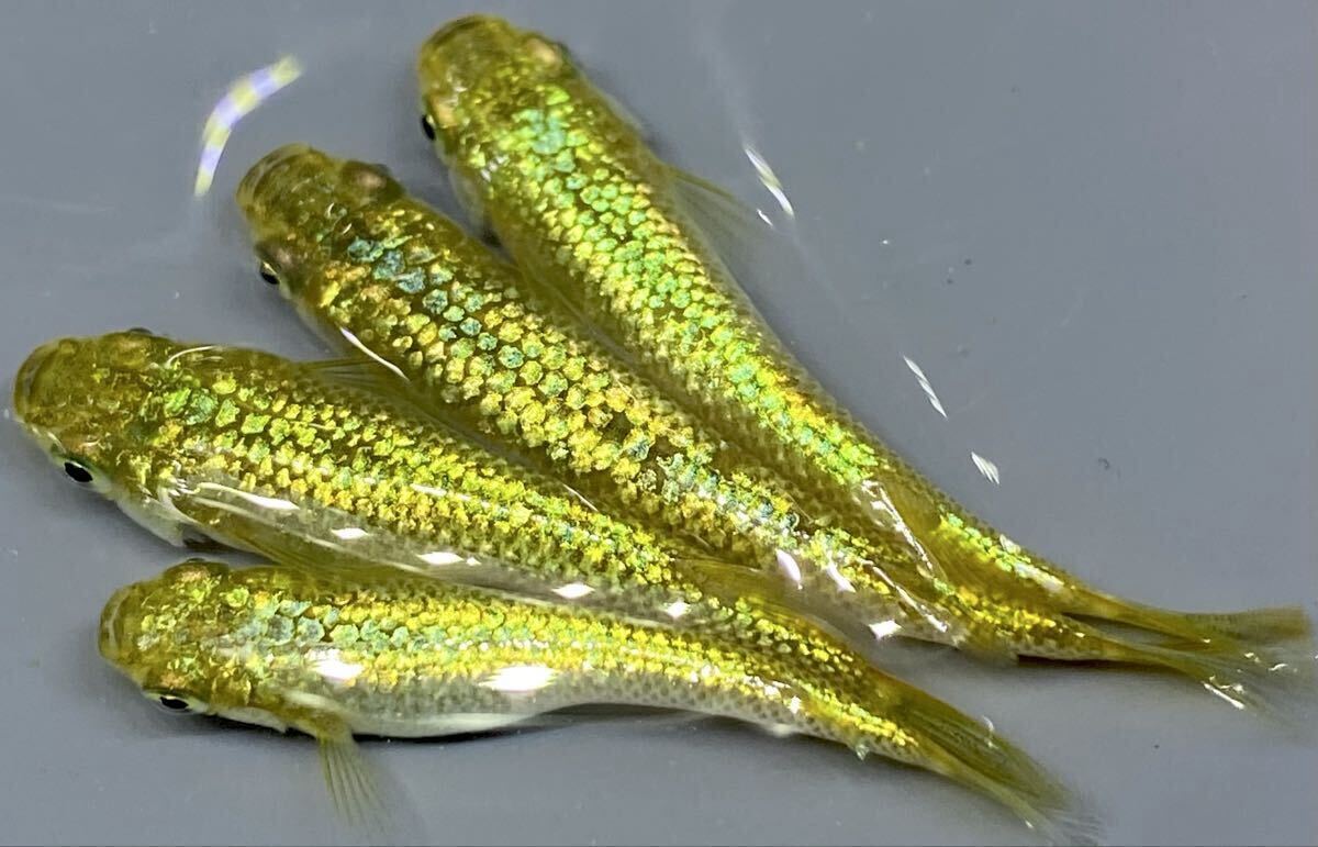 【翔MEDAKA】極上 直メダカさん直系金塊若魚2ペア 種親クラス ※現物出品 検索用 サンシャイン ガブリエル カーネリアン レクリス拍卖