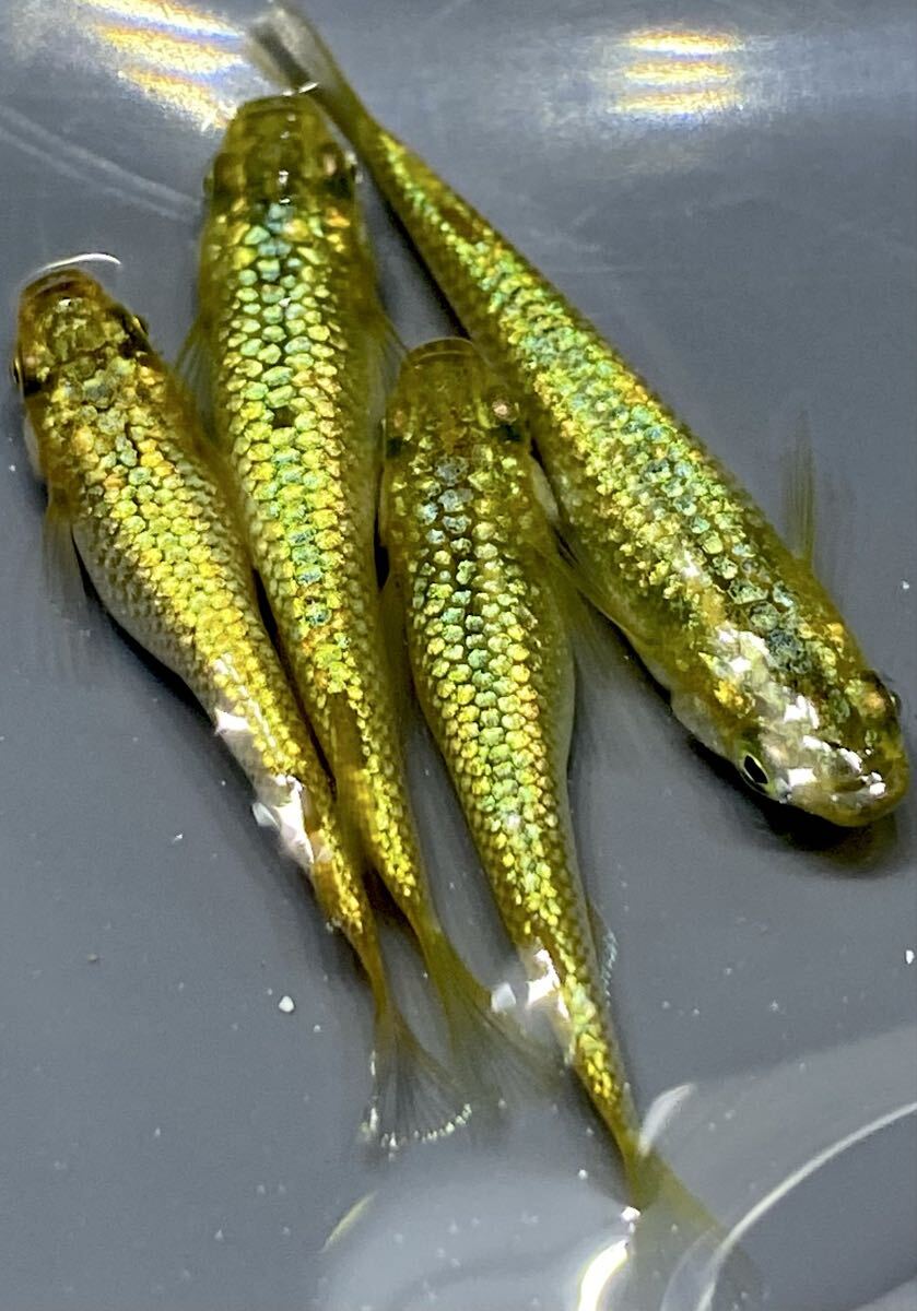 【翔MEDAKA】極上 直メダカさん直系金塊若魚2ペア 種親クラス ※現物出品 検索用 サンシャイン ガブリエル カーネリアン 幻想拍卖