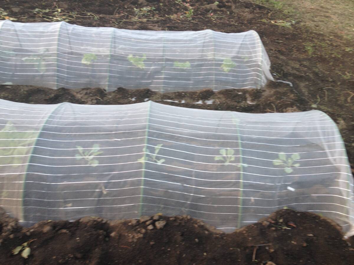 防虫ネット OMORI防虫ネット 1.5mx10m 白色 強力耐久 在庫多数拍卖