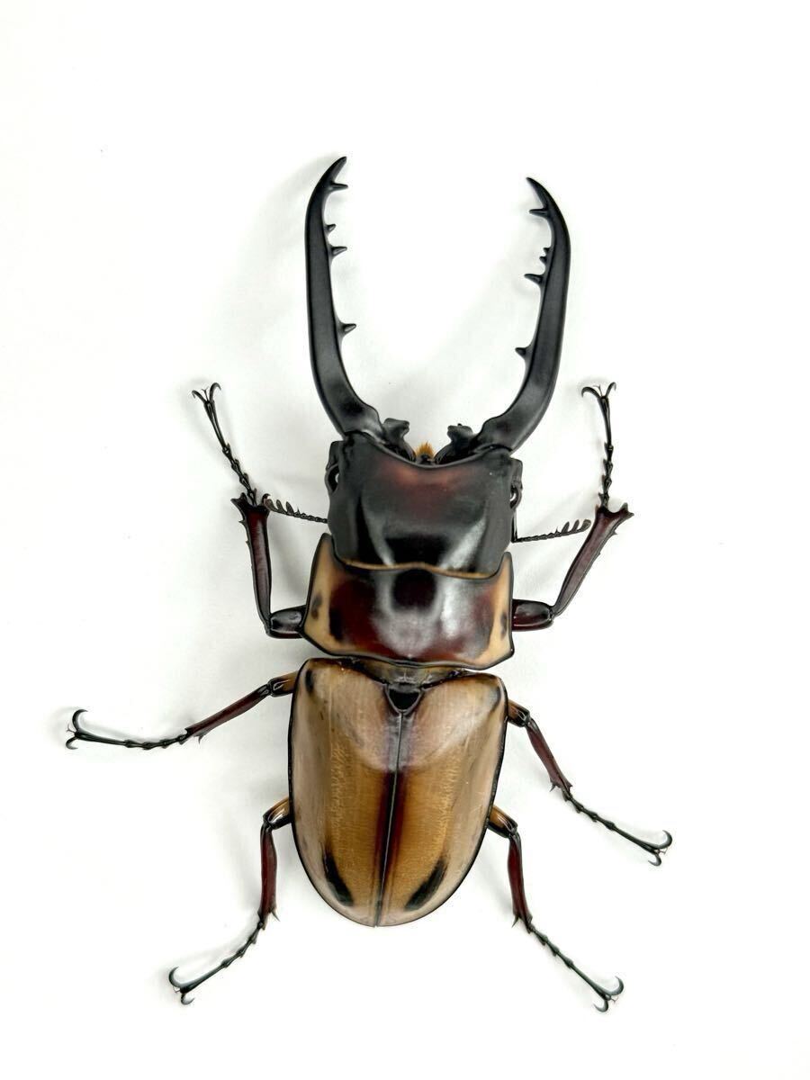 ★WF2★【 ファブリース タカクワイ 幼虫4頭+死着保証1頭 】 ファブリースノコギリ ファブリースノコギリクワガタ ノコギリクワガタ拍卖