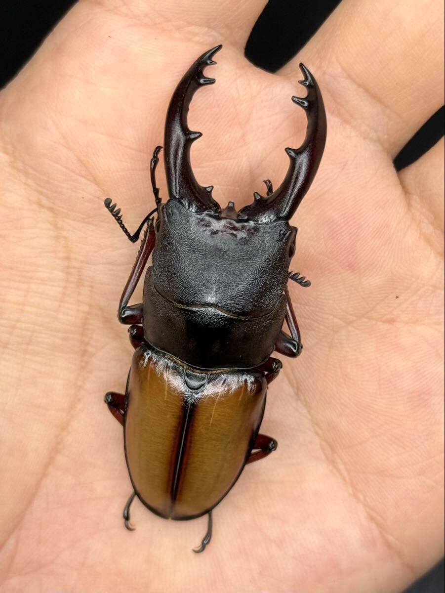 ★大きめ★即ブリ★【 ウムハンギノコギリ 成虫ペア ① 】 ウムハンギノコギリクワガタ ウムハンギ拍卖