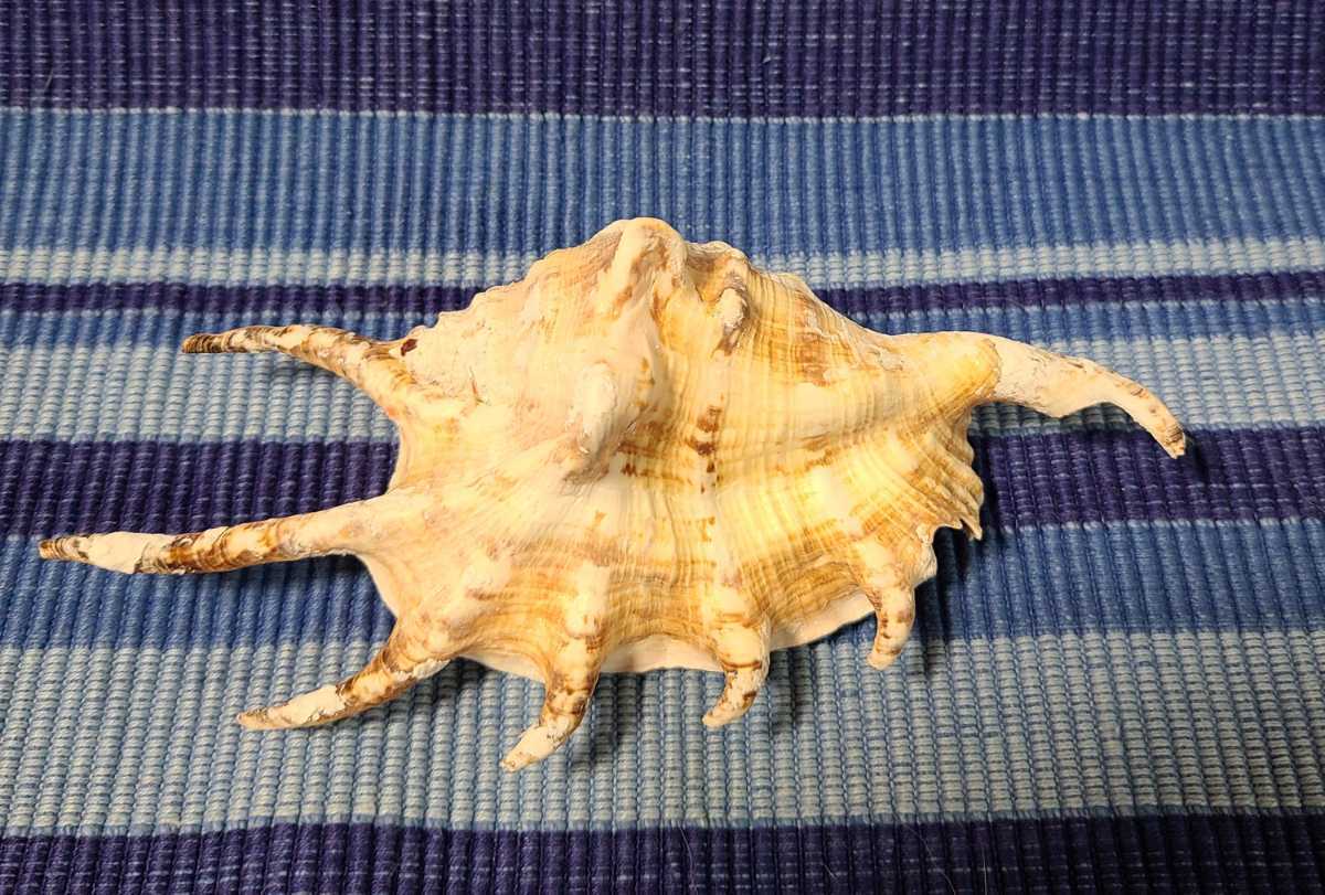 貝★クモガイ★インテリア★アクアリウム★貝殻★拍卖