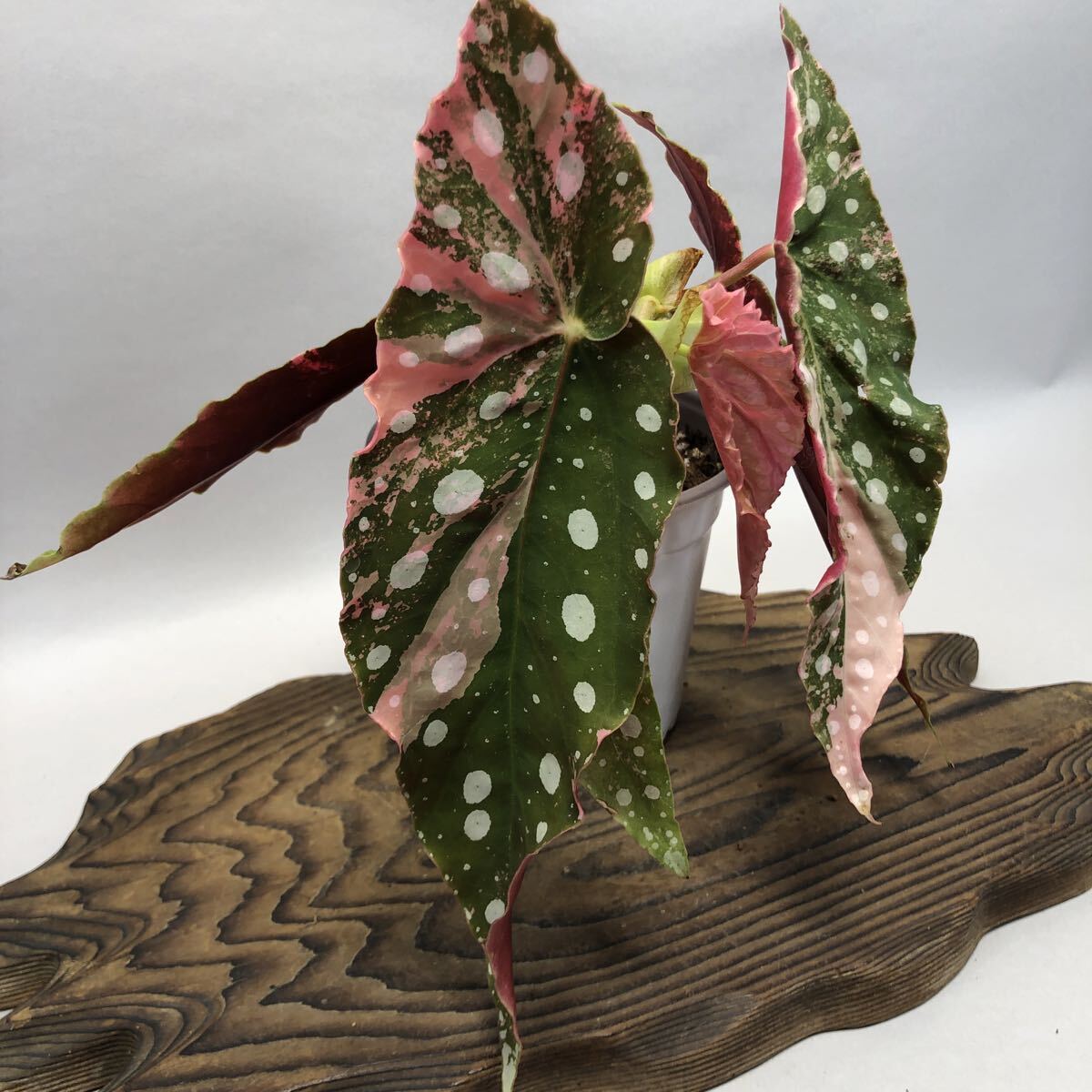 Begonia Maculata Pink Variegated ベゴニア マクラータ ピンク斑入り YO19拍卖