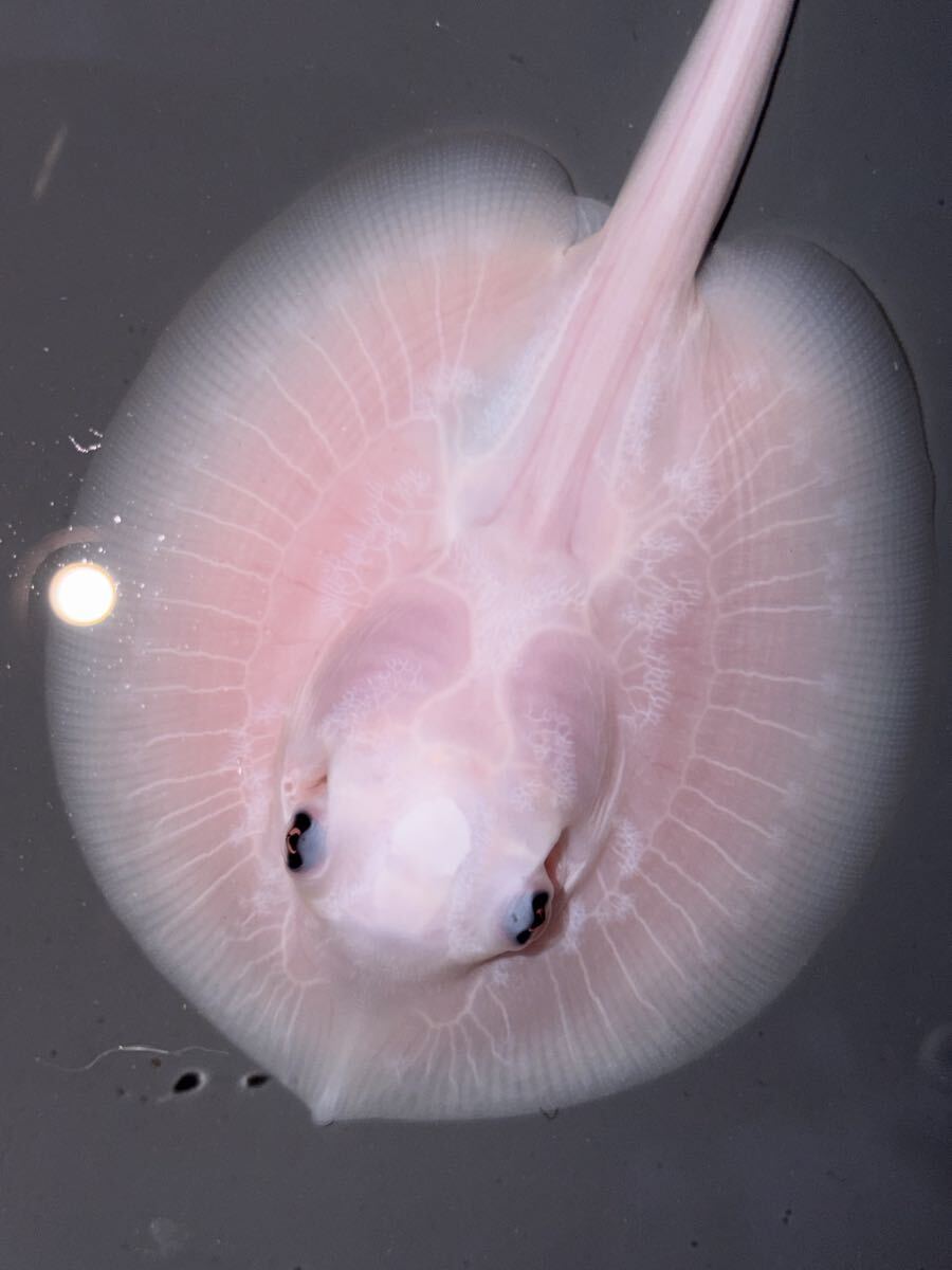 激レア プラチナエイ メス 生後4ヶ月〜5ヶ月「注意アルビノではありません」 ピラルク ダトニオ アロワナ 淡水エイ ダイヤモンドポルカ拍卖