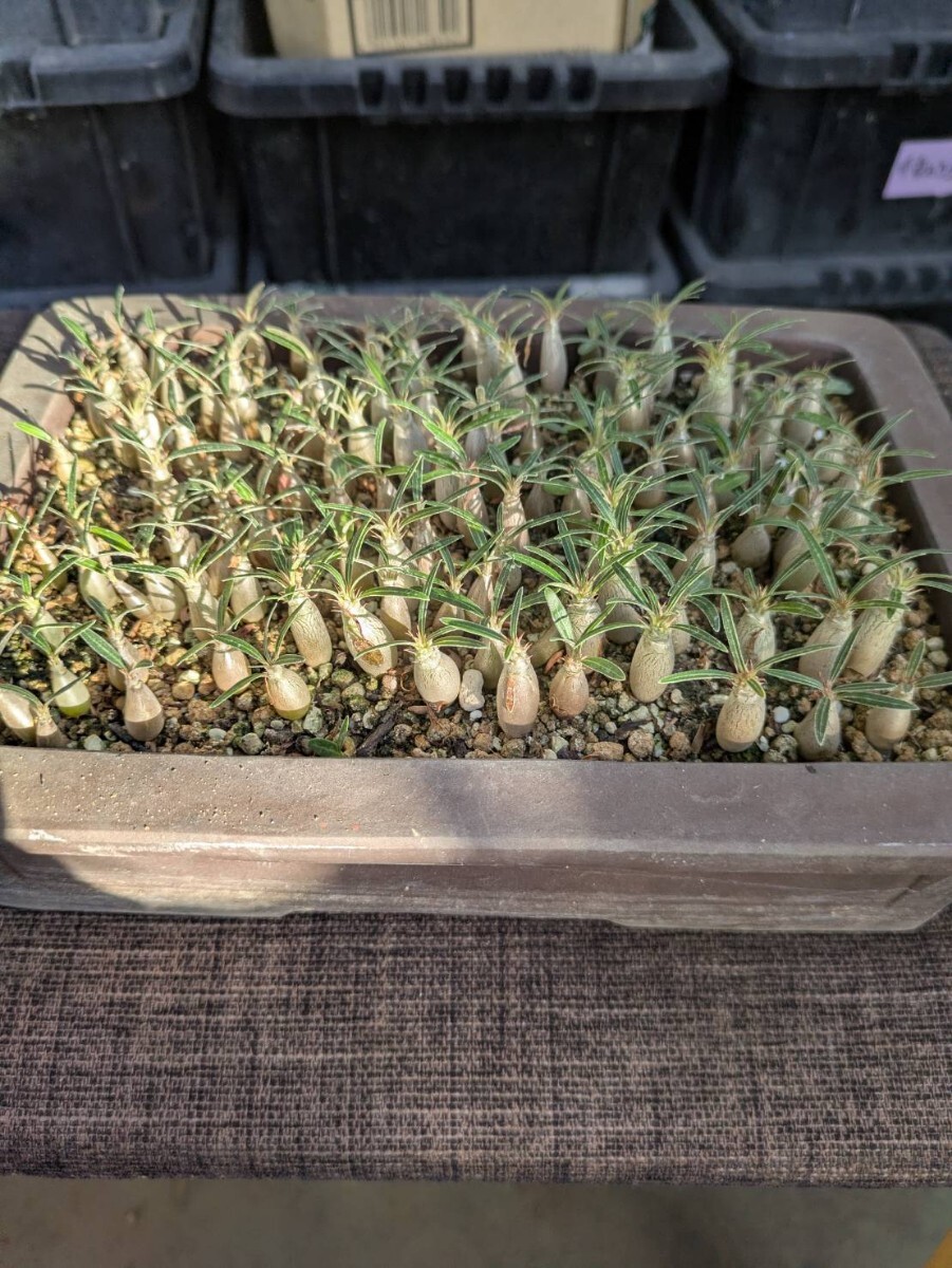 パキポディウムグラキリス 実生100株位(塊根植物)拍卖