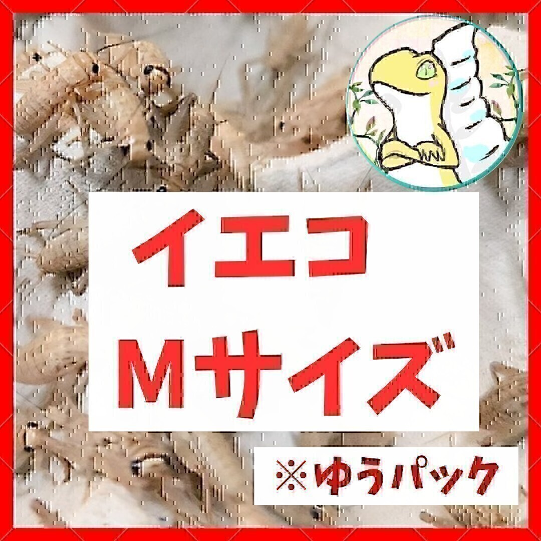 Mサイズ 【200匹+死着保証20% 】ゆうパック送料込み2 000円 イエコ ヨーロッパイエコオロギ 送料無料 拍卖