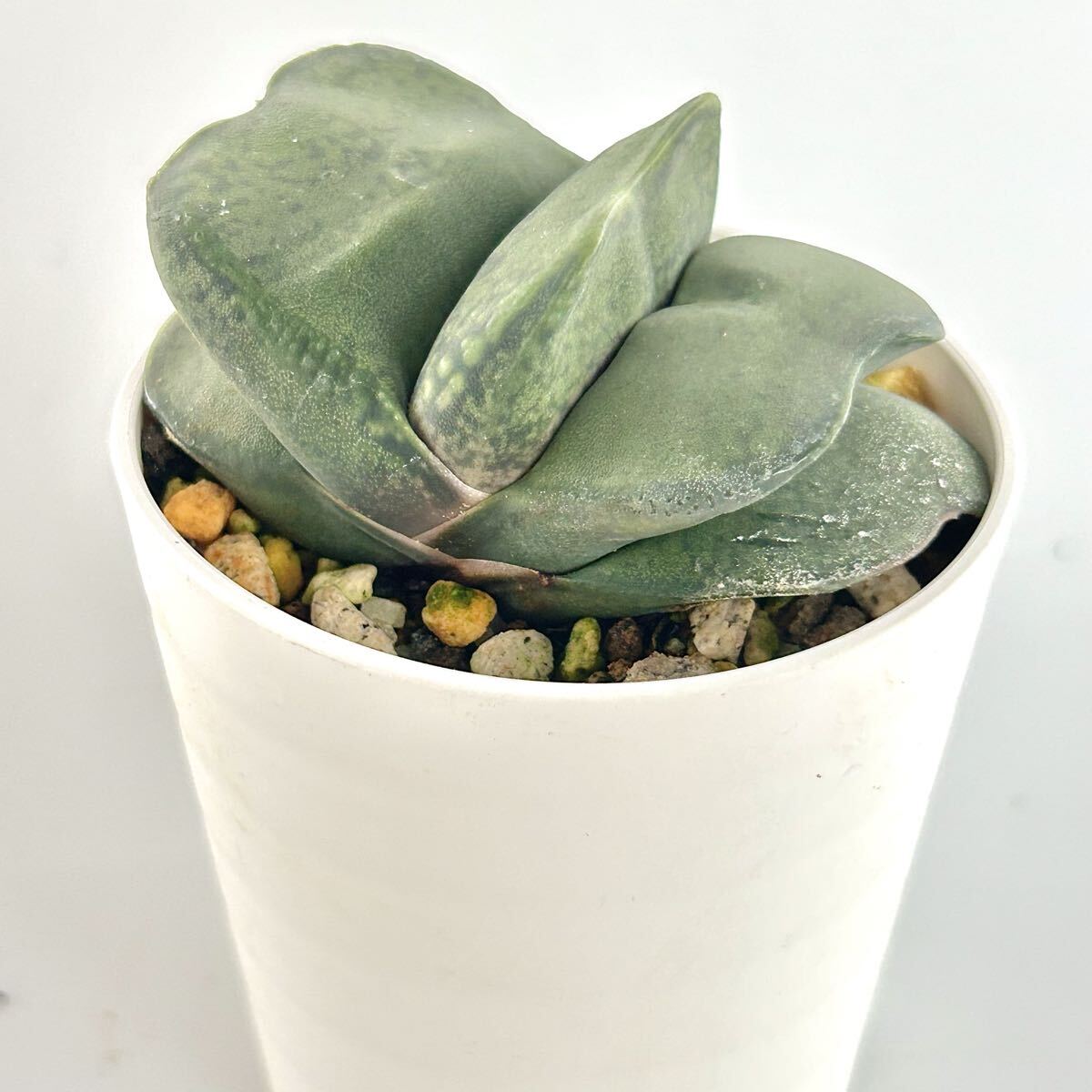 【多肉植物】ガステリア・メガロサウルス拍卖