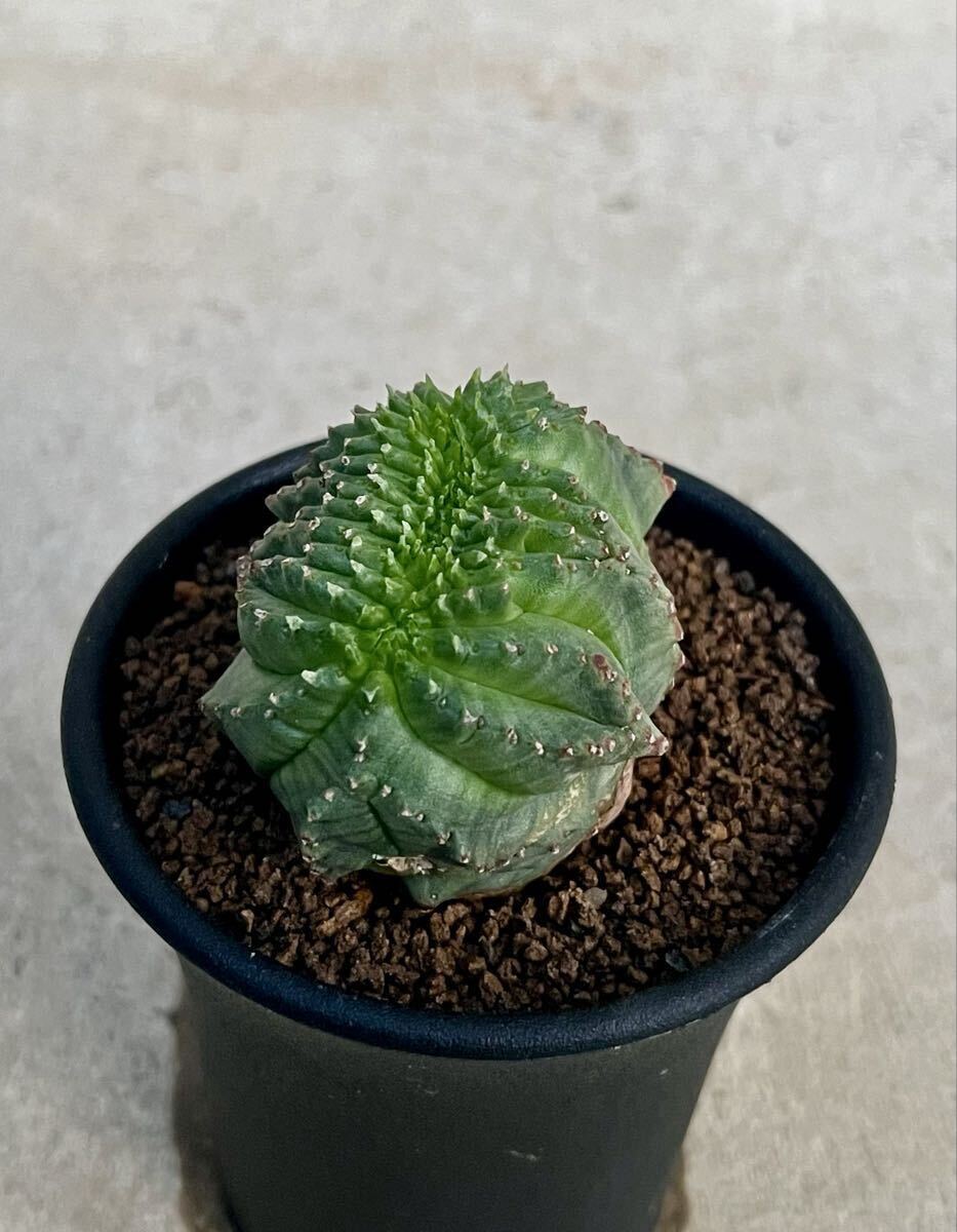 ユーフォルビア オベサ 綴化 実生 開花未確認拍卖