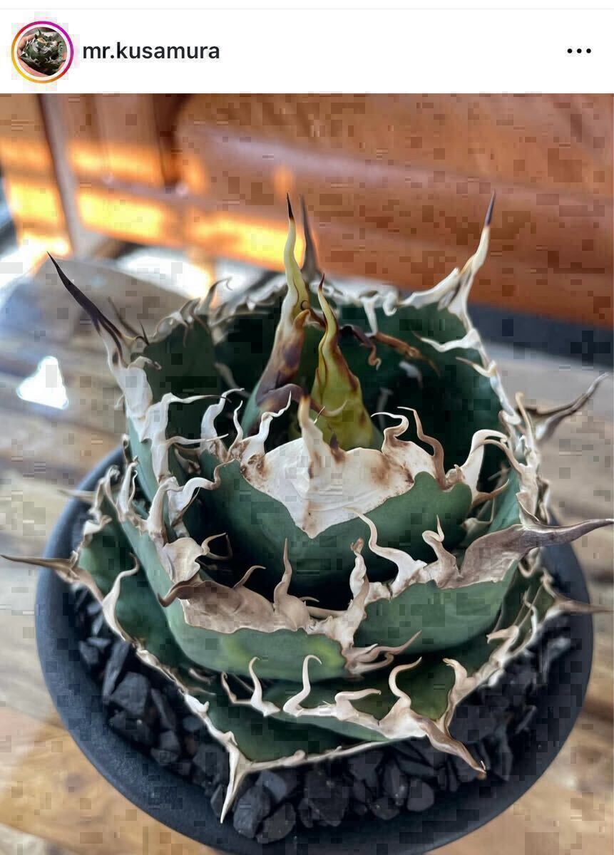 【発根済み中株】叢006アガベ チタノタ 唯一無二【mr.kusamura】拍卖