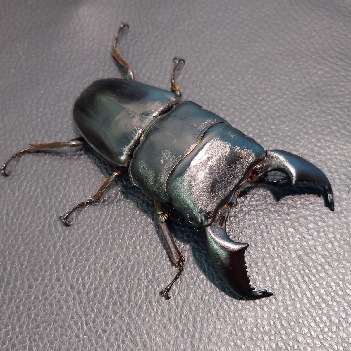 スマトラオオヒラタ 98.6mm ♀50.0mm ペア拍卖