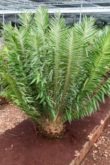 正規輸入種子1粒 エンセファラルトス ヒーナニーEncephalartos heenanii 拍卖