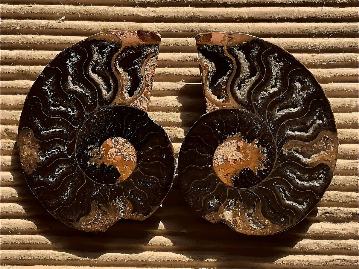 マダガスカル産アンモナイト、クレオニセラス黒裁断スライス個体 16g 4.2cm 1円スタート 内側結晶化個体拍卖