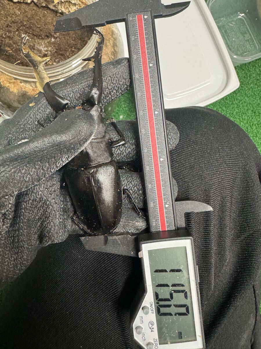 122.2mm 超大型血統 ギラファノコギリクワガタ 115mm オスメスペア拍卖