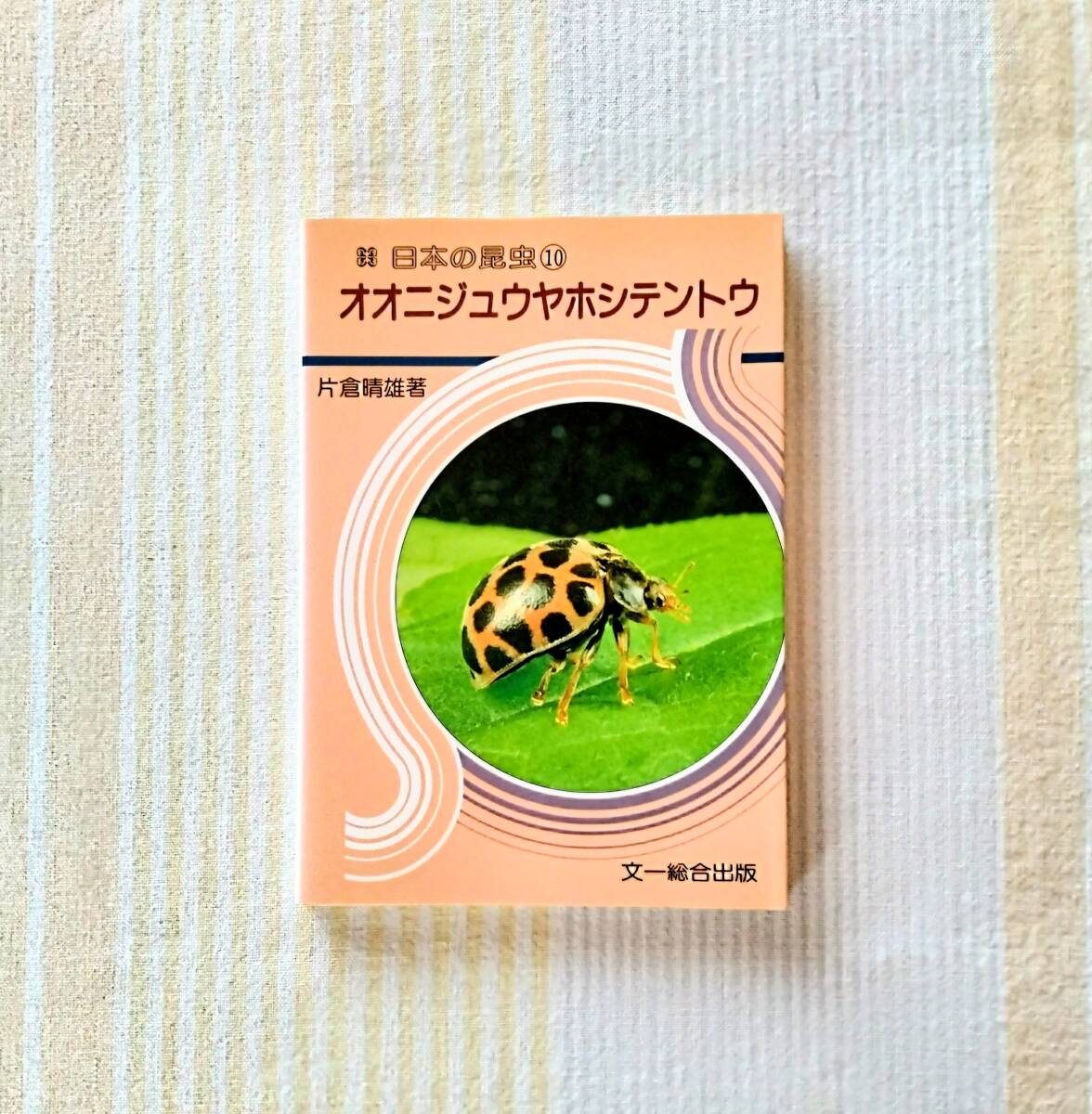日本の昆虫10 オオニジュウヤホシテントウ●片倉晴雄 てんとう虫 昭和63年初版拍卖