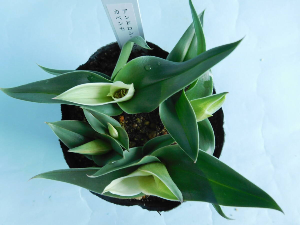 アンドロシンビウム カペンセ 4球植え (ケープバルブ)拍卖