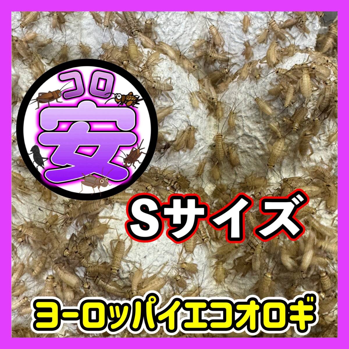 Sサイズ350匹(0.7cm~1cm)(死着保証込み) ヨーロッパイエコオロギ 拍卖