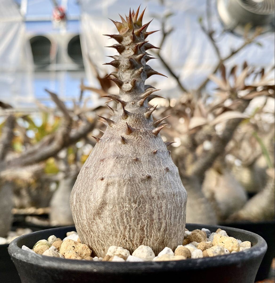 1円売切り パキポディウム ウィンゾリー 実生拍卖