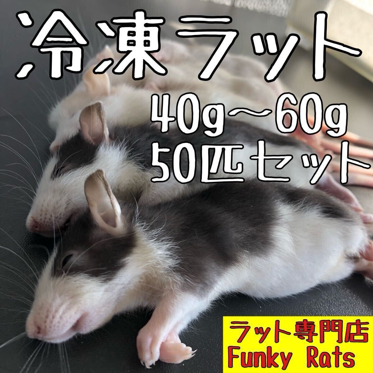 【1円スタート】冷凍ラット 50匹セット 40〜60g拍卖