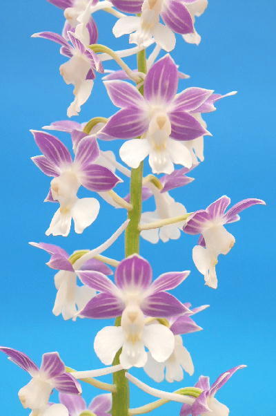 ∞萠春園∞ コオズ系エビネ 【星のしずく】 中小苗 (検:えびねらん・寒蘭・春ラン・山野草・ニオイ)拍卖