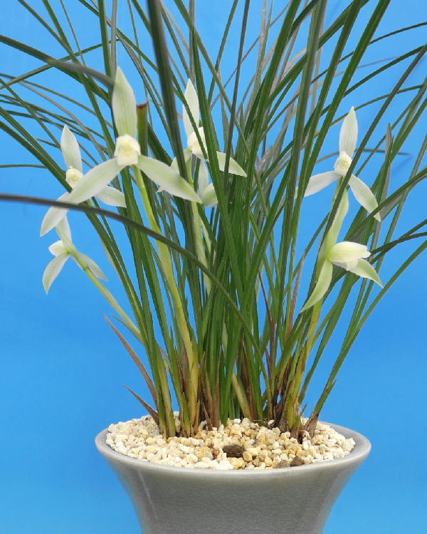 ∞萠春園∞ ベスト・オブ・フレグランス 【糸蘭白花】 香りの女王 中上木8本立ち株 (検:えびねらん・寒蘭・春ラン)拍卖