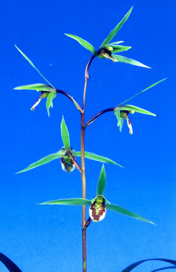 ∞萠春園∞ 薩摩寒蘭 【紫尾ノ谷 特上花】 花芽付 上木6本立株 (検:えびねらん・寒蘭・春ラン・山野草・ニオイ)拍卖