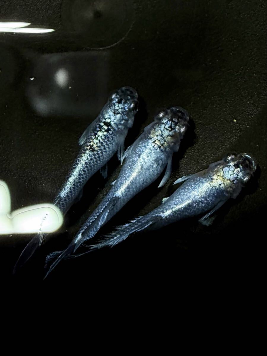 マーメイドブルー光体型 雄2雌1 雄1普通体型 垂水様ブリード F1個体 目高工房江戸様購入 現物出品拍卖