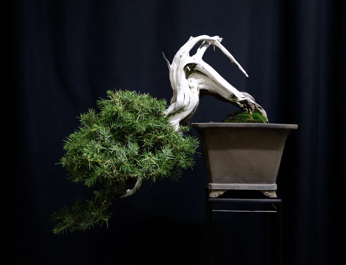 逸品 山採り 山木 杜松 盆栽 懸崖 シャリ芸 樹高26cm 良サイズ拍卖