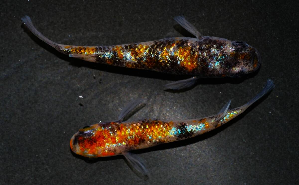 【めだか艶娘】T2 艶娘オリジナル 極墨入り『極上 艶錦』1ペア 12/7発送不可 産卵サイズ ハウス内飼育 現物出品拍卖