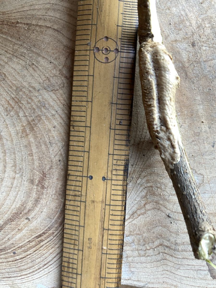 朝鮮カマキリ チョウセンカマキリの卵 拍卖