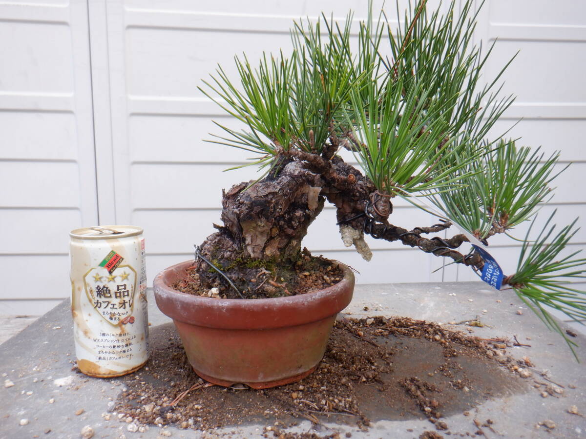 BONSAIクラブ 小品部より出品 ★黒松(18㎝)★B-6拍卖