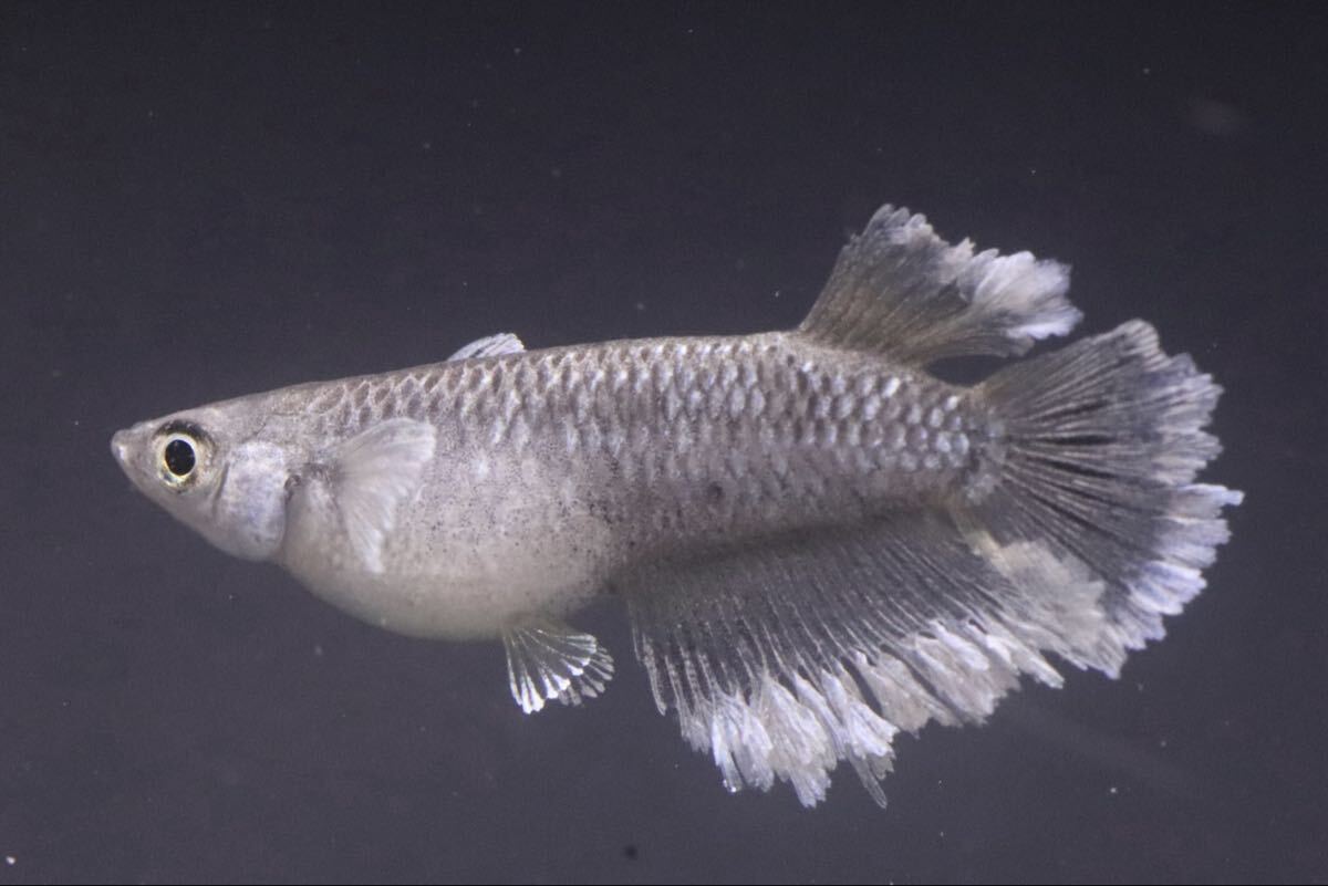 【月陽めだか】種親クラス ブリザード 1ペア拍卖