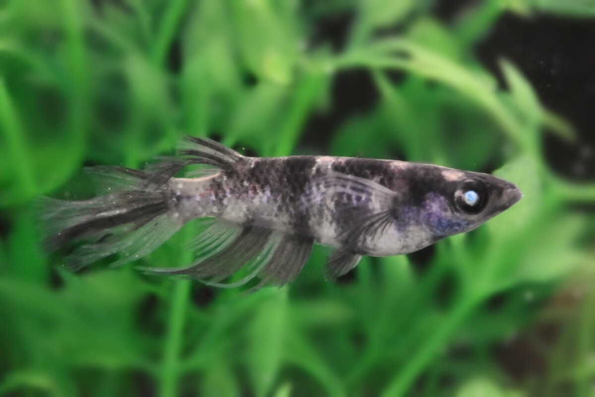 【45めだか】極上『倭冦黒鉄風雅 1ペア』Mサイズ 和墨 星ラメ 龍鱗拍卖